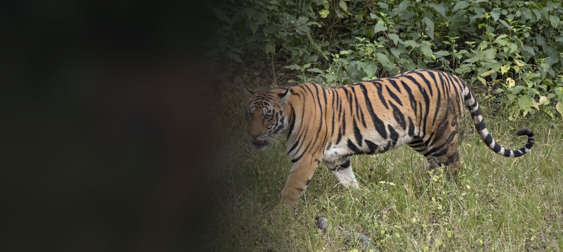Doğal yaşam alanında Bengal kaplanı
